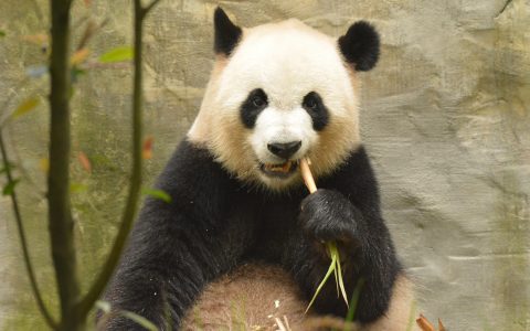 熊猫吃不吃肉（国宝大熊猫吃不吃肉）