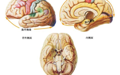 正诱导和负诱导区分（什么叫正诱导和负诱导）