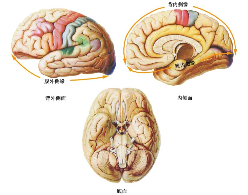 正诱导和负诱导区分（什么叫正诱导和负诱导）