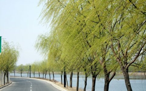 柳树的别称和雅称（关于柳树的别称）