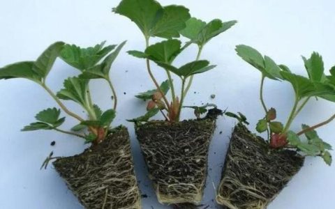 草莓什么时候移栽最好？草莓的移栽方法