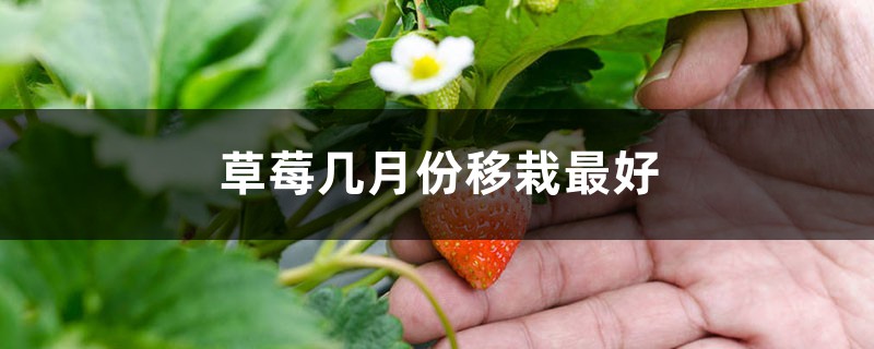 草莓几月份移栽最好