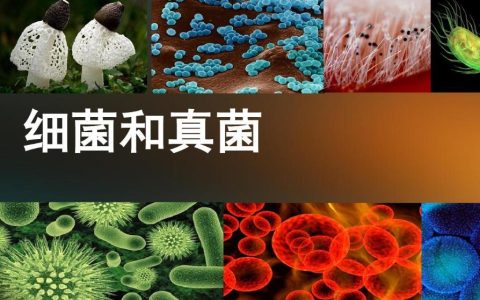 细菌真菌病毒的区别，如何区别细菌与病毒、真菌？