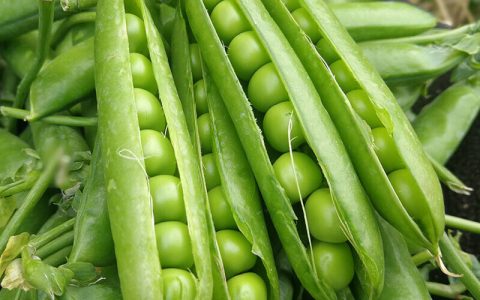 豌豆是黄豆么（豌豆是什么豆）
