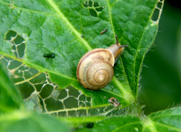 蜗牛属于昆虫吗（昆虫的定义）