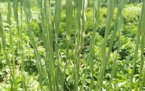 贡菜干要泡多久（贡菜干是什么菜制成的）