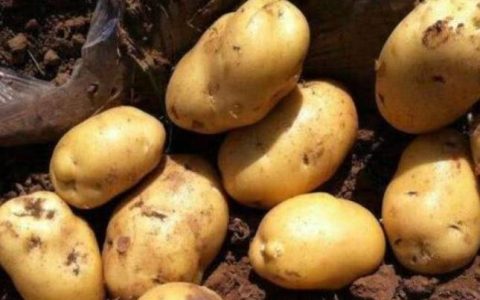土豆是感光食物吗？感光食物的种类