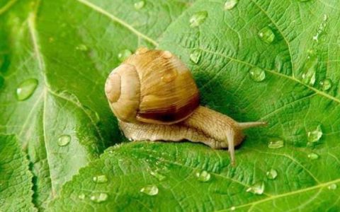 蜗牛的牙齿有多少颗？世界上牙齿最多的动物