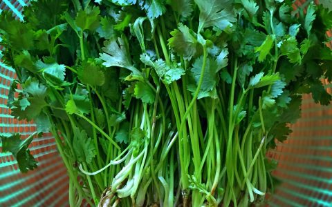 香菜和芫荽的区别（芫荽怎么读）
