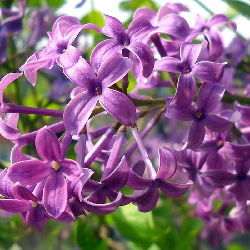 丁香花的颜色（丁香是什么颜色）