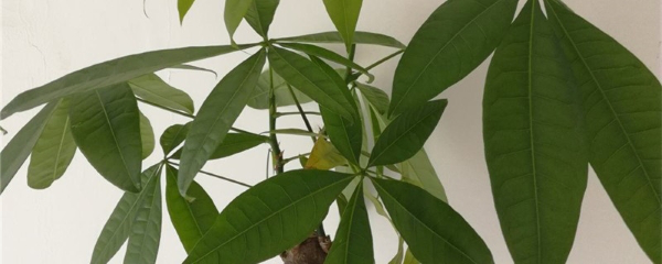 发财树能晒太阳吗？发财树养护方法