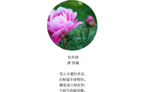 描写牡丹花的优美句子（描写牡丹花的好句好段）