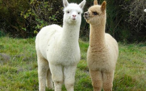 羊驼是羊还是驼(羊驼是什么动物杂交吗)