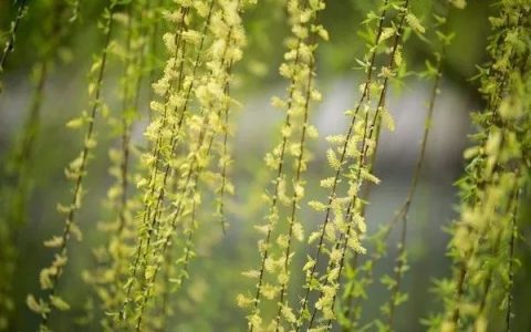 柳树会开花吗（柳花什么时候开）