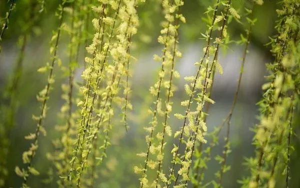 柳树会开花吗（柳花什么时候开）