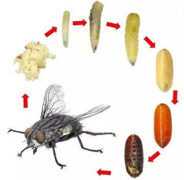 苍蝇怎么出来的（苍蝇怎么形成）