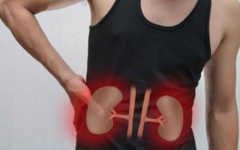 腰子在哪个位置？肾脏的基本功能