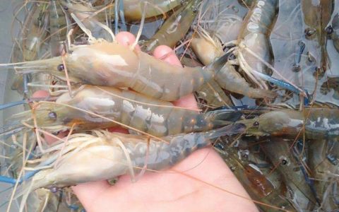 罗氏虾是淡水虾还是咸水虾？罗氏虾煮多久能熟