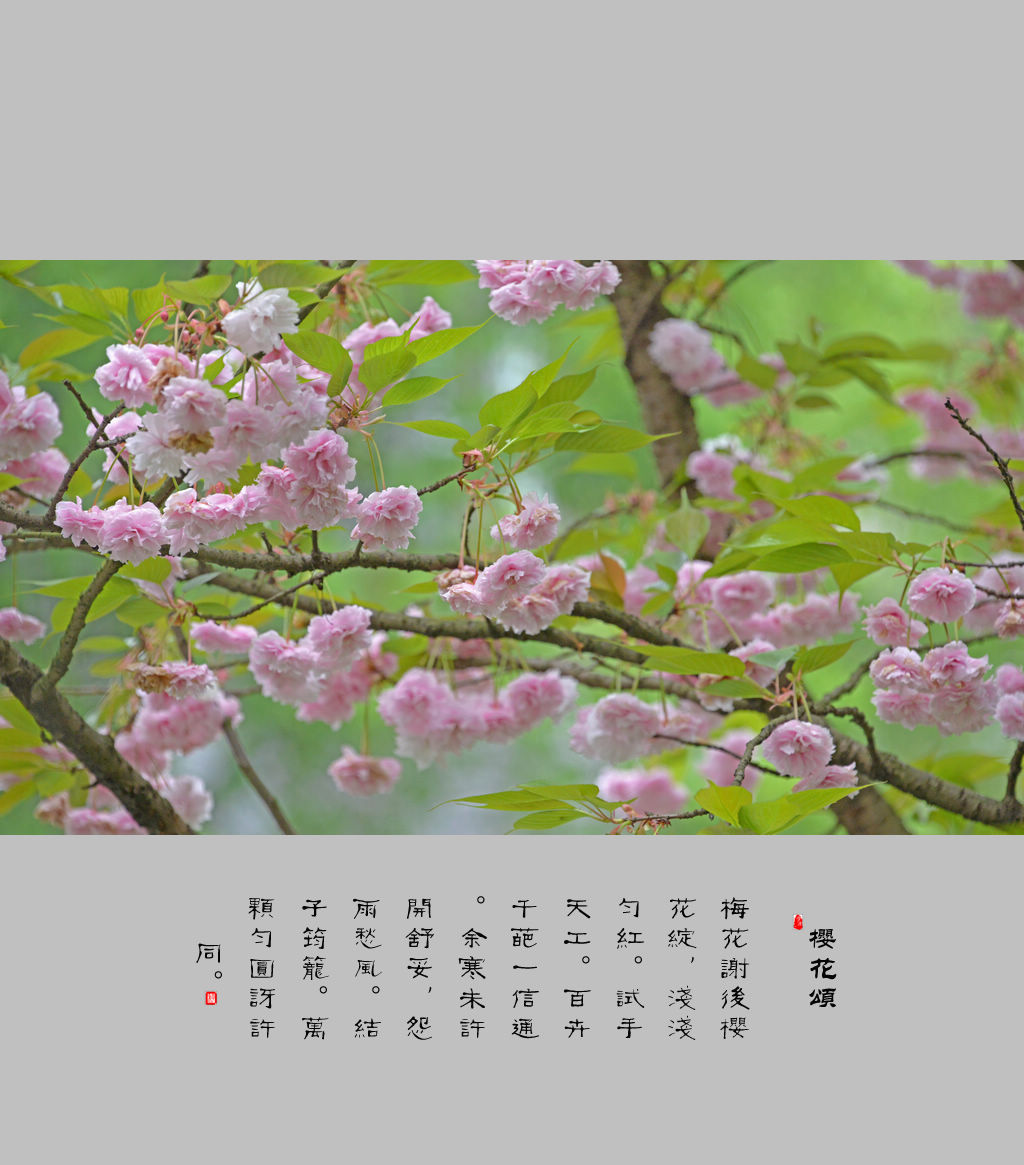 形容樱花的诗句（形容樱花的唯美句子）