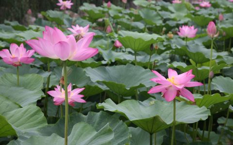 荷花产地（荷花之乡是哪里）