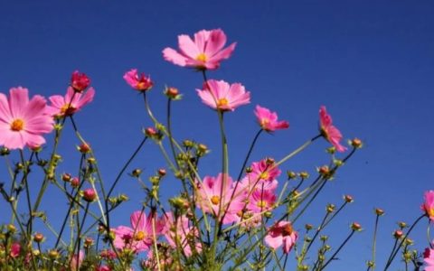 8月是什么季节？