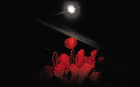 alone是什么意思（lonely和alone的区别是什么）