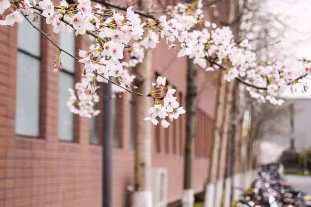 城南的花开了什么意思（城南花已开）