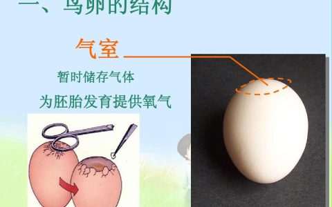气室的作用（气室是什么）