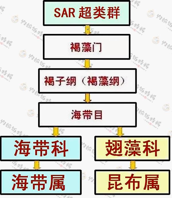 昆布是海带吗？海带和昆布的区别