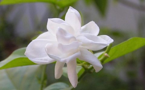 白色的花代表什么意思（白色的花什么含义）