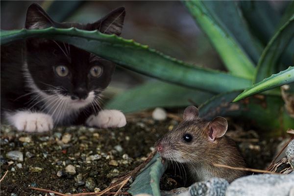 梦见猫吃老鼠有什么寓意？