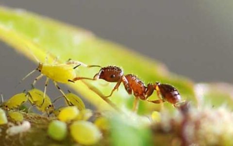 蚜虫吃什么?蚜虫和蚂蚁什么关系