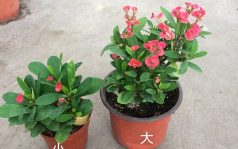 铁海棠和虎刺梅的区别（铁海棠）