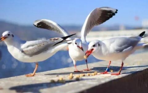 海鸥吃什么?海鸥的食谱