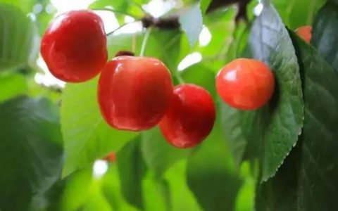 天水樱桃几月份成熟？天水樱桃成熟季节