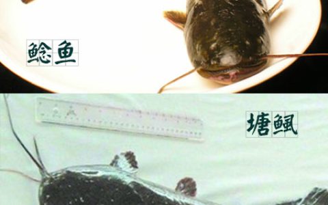 鲶鱼和塘鲺的区别（塘鲺鱼为什么不能吃）