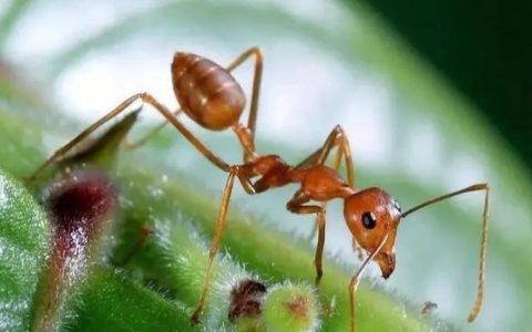 蚂蚁属于昆虫吗？蚂蚁的特点
