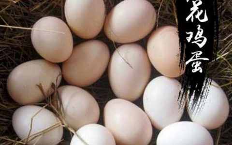 芦花鸡蛋和普通鸡蛋的区别(什么是芦花鸡蛋)