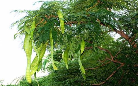 皂花是什么（皂花是什么怎么用）
