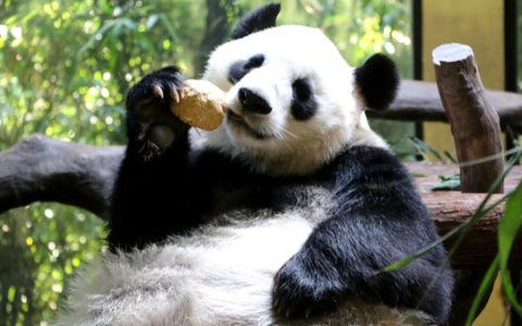 大熊猫都吃些什么食物（大熊猫都吃什么呢）