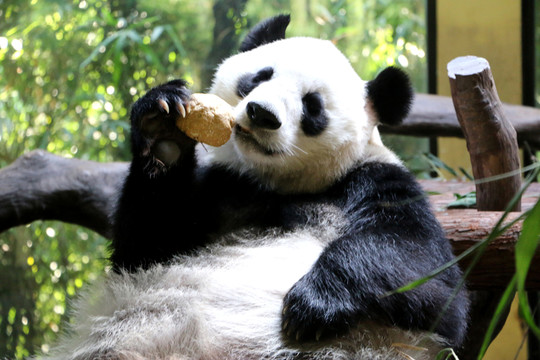 大熊猫都吃些什么食物（大熊猫都吃什么呢）