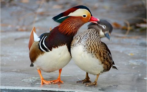 鸳鸯雌雄(鸳鸯雌雄怎么分)