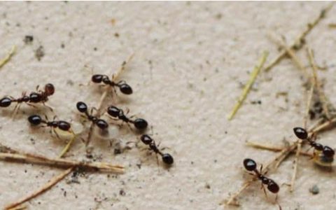 蚂蚁有多少条腿(一条蚂蚁几条腿)