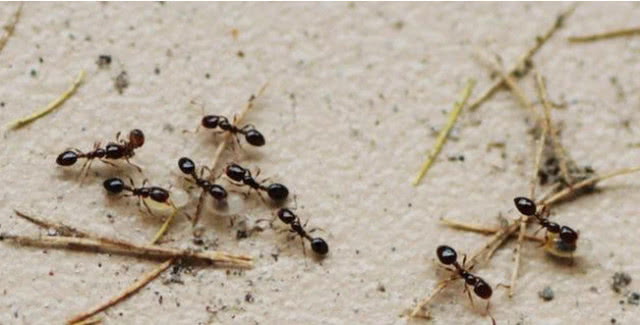 蚂蚁有多少条腿（一条蚂蚁几条腿）