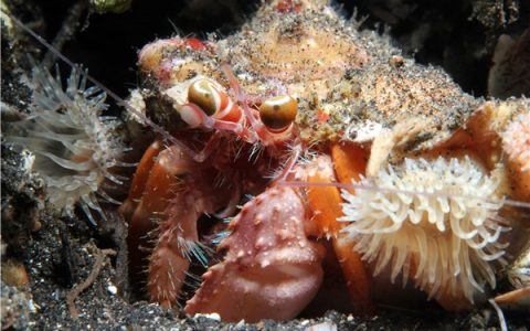 海葵和寄居蟹的关系(海葵吃寄居蟹吗)