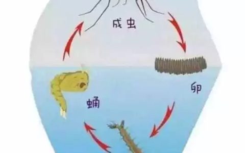 蚊子在哪里产卵（蚊子一般在什么地方产卵）