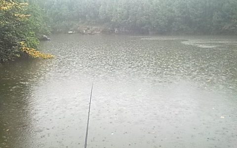 下雨天钓草鱼钓浮还是钓底（下雨的时候钓草鱼）
