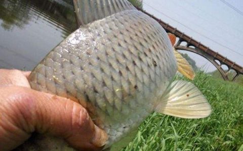 多数情况下通过什么判断鱼年龄(通过什么断定鱼的年龄)