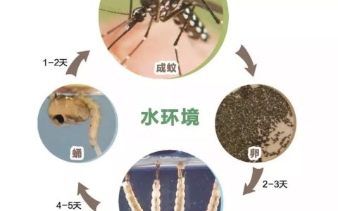 蚊子的天敌有哪些（蚊子的克星有哪些）