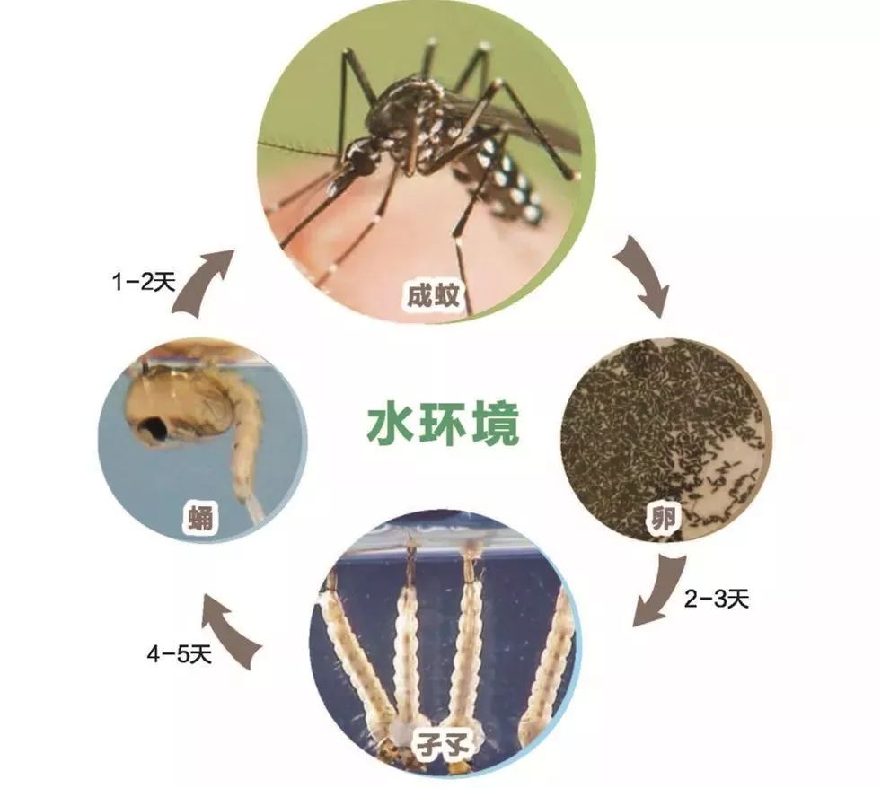 蚊子的天敌有哪些（蚊子的克星有哪些）